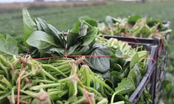 Menemen'de ıspanak mesaisi sürüyor: Halde 6 TL, pazarda 40 TL!