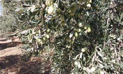 Mut'ta zeytin hasadı sürüyor: Sofralık 30-70 TL, zeytinyağı 250-350 TL!