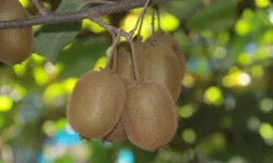 Ordu’da kivi mesaisi sürüyor: Rekolte düşük, kalite yüksek!