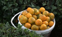 Rize tezgâhlarında yerini aldı: Kilosu 7,5 TL’den çıktı, 35 TL’ye satılıyor!