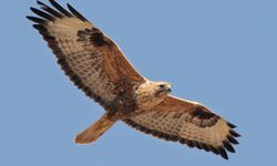 Sinop'ta yaralı kızıl şahin tedavi altına alındı