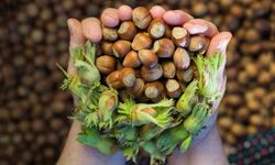 Samsun fındıkta liderliği devraldı: Üretimde Ordu’yu ilk kez geride bıraktı!