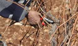 Sarıgöl’de budama işçilerine 2025 ücret tarifesi açıklandı!