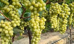 Sarıgöl'de hasat Aralık ayına sarktı: Fiyatlar 65 TL'den 20 TL'ye geriledi!