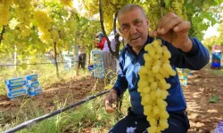 Sarıgöl’de üzüm krizi: Fiyatlar dibi gördü, üretici mağdur oldu!
