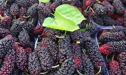 Silifke'de rekor karadut hasadı: Kilosu 150 TL'yi gördü!