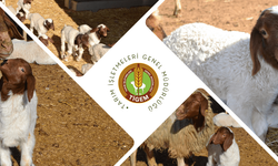 Hayvancılıkla ilgilenenler dikkat: 5 binden fazla koyun için ihale tarihi belli oldu!