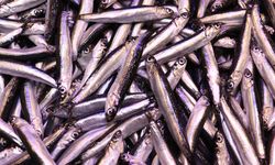 Trabzon’da hamsiye hava zammı: Kilosu 100 liraya çıktı