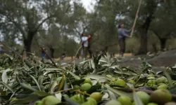 Ayvalık'ta turizm patlaması: Ara tatilde dolup taştı!