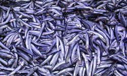 Karadeniz'de hamsi çıkmazı: Bol avlandı ama para etmedi