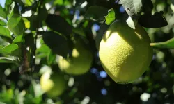 Adana narenciyesinde hasat mesaisi: Talep var, kazanç az!