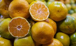 Adana'da "acı" hasat: Grev ve plansızlık mandalinayı dalında çürüttü!