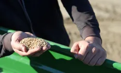 Adana’da tarlalar hareketlendi: Çiftçiler buğday mesaisine başladı!