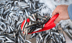 Hamsi sevenlere kötü haber: Bolluk bitti, fiyatlar dörde katlandı!