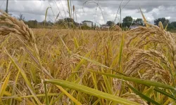 Manyas Barajı'nda alarm zilleri çalıyor: Karacabey'de çeltik üretimine kısıtlama geldi!