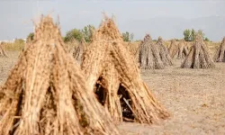 Sındırgı'da susamın 2025 fiyatı belli oldu!