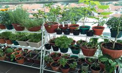 Aylık 4 bin liraya 75 bin TL kazandırıyor! Onu eken köşeyi dönüyor