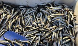 Balıkçıların yüzünü "hamsi" güldürdü! En pahalı balık kofano oldu