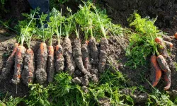 Beypazarı’nda kışlık havuç sezonu açıldı: Rekor verim su kıtlığı gölgesinde kaldı!