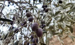Bilecik'te zeytin hasadı düşük verimle bitti: Üretici fiyat farkına tepkili!