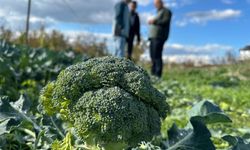 Brokoli tarlada ucuz, pazarda cep yakıyor: Üretici de tüketici de zarar ediyor!