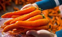 Bu yöntemle havuçlar aylarca taze kalıyor! İşte sıfır yumuşama garantili o yöntem
