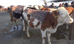 Dondurucu soğuğa önlem! Sivas'ta besiciler pazara getirdikleri hayvanlarını battaniyelerle soğuktan koruyor