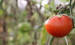 Çanakkale domatesinde şok düşüş: Yağmur vurdu, fiyatlar dibe çakıldı!