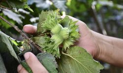 Trabzon'un 11 aylık fındık ihracatı 523 milyon doları aştı