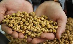 Günde bir avuç leblebi yerseniz ne olur? Değişime doktorlar bile inanamıyor