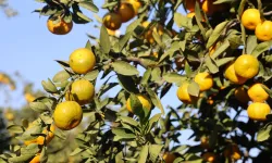 Hatay’da "mandalina" operasyonu: 320 ton ürün çöpe değil sofraya gitti!