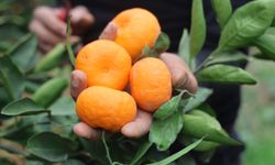 Hataylı çiftçinin mandalina feryadı: Üretici zararda, aracı kârda!