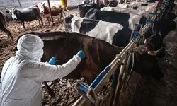 İzmir'de Kırmızı Alarm: O İlçelere Hayvan Girişi Yasaklandı!