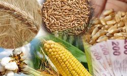 Hububat piyasasındaki son durum açıklandı! Serbest piyasada Buğday Arpa ve Mısır ne kadar?