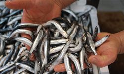 İğneada'da av mesaisi: Karadeniz’in hamsi filosu Kırklareli’ye demirledi!