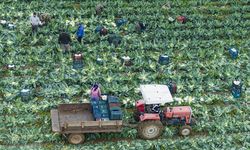 Bu yıl verim iyi! İzmir'in kışlık sebze tarlalarında hasat telaşı yaşanıyor