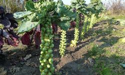 İznikli üreticinin sabrı taştı: Brüksel lahanasında fiyatlar çakıldı!