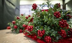 Kış ayların gelmesiyle kokinaya çiçeğine ilgi arttı! Serbest piyasada kokina fiyatları belli oldu