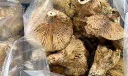 Kanlıca mantarında rekor düşüş: Yağışlarla birlikte kilosu 100 TL oldu!