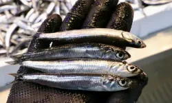 Hamsi paradoksu: Fiyat üçe katlandı, talep patladı!