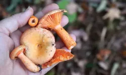 Kilosu 100 TL! Kaz Dağları'nın 'Çam Melkisi' köylünün geçim kapısı oldu