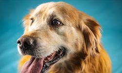 Ankara'da köpek dehşeti! Köpeklerin saldırısında uğrayan kadın yaralandı