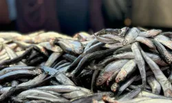 Rize hamsisi Bolu pazarına damga vurdu: Fiyatı 150 TL’ye düştü, yoğun ilgi gördü!