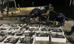 Sinop’ta kaçak avcılığa geçit yok! 625 kalkan balığı vatandaşa dağıtıldı