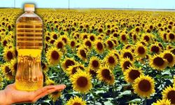Ayçiçek yağında 1 milyar dolarlık rekora koşuluyor!