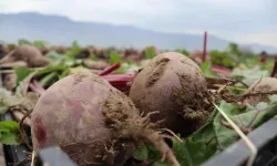 Tarlada 10 TL, tezgâhta 40 TL: Pancarda fiyat farkı çiftçiyi bezdirdi!