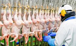 Tavuk Eti üretimi Ekimde yüzde 8,7 yükseldi! Yumurta üretimi geriledi