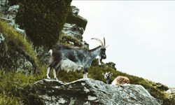 Tek kurşun 1 milyona patladı: Kaçak avcıya rekor ceza