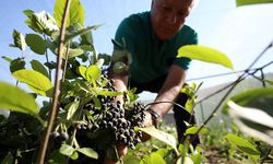 Türkler yetiştiriyor, Japonlar yiyor! KTÜ yaşlanmayı durdurduğunu kanıtladı