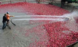 Savrun Çayı'ndaki  “turp yıkama” mesai başladı